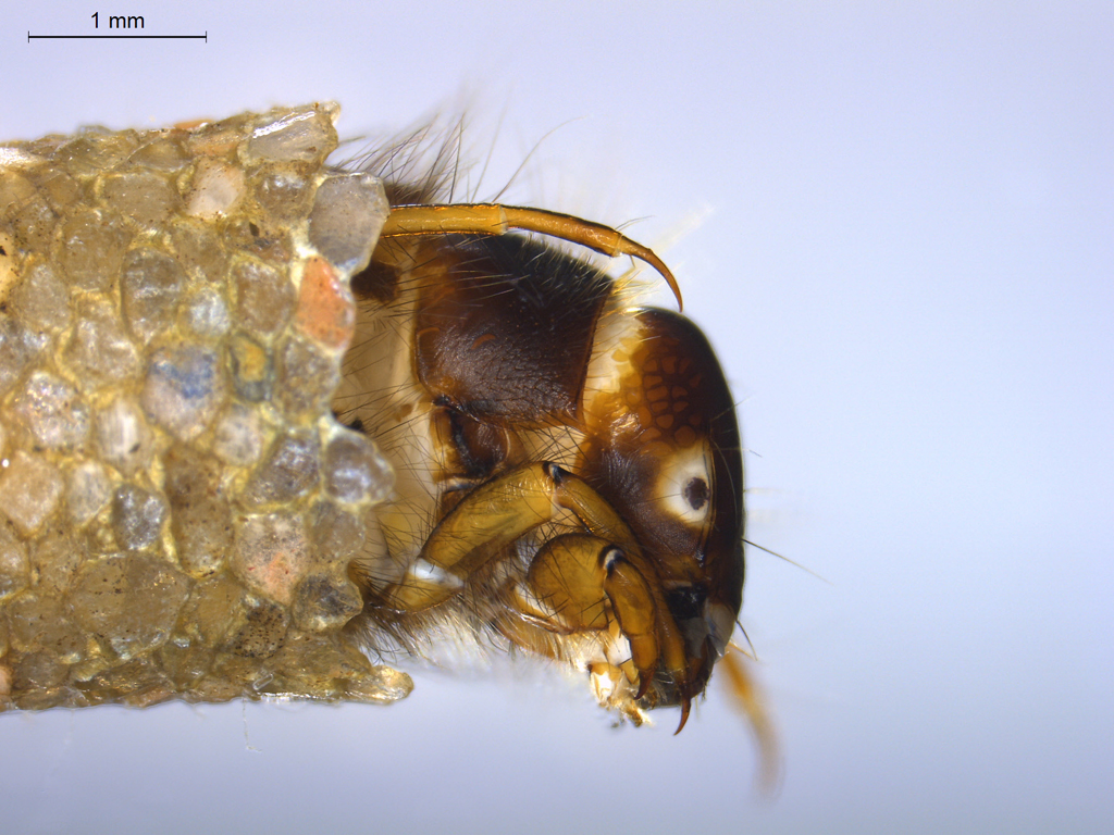 Sericostoma personatum